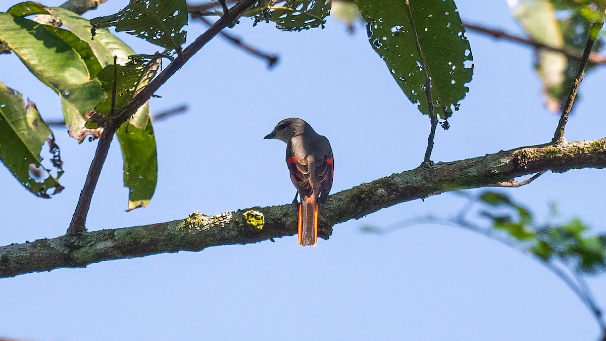 Rosy Minivet - ML622148161