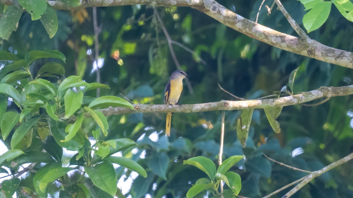 Rosy Minivet - ML622148162