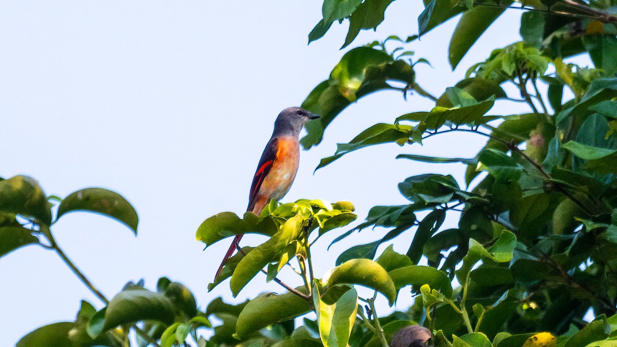 Rosy Minivet - Pankaj Maheria