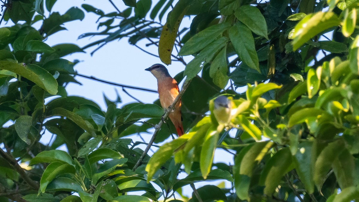 Rosy Minivet - ML622148164