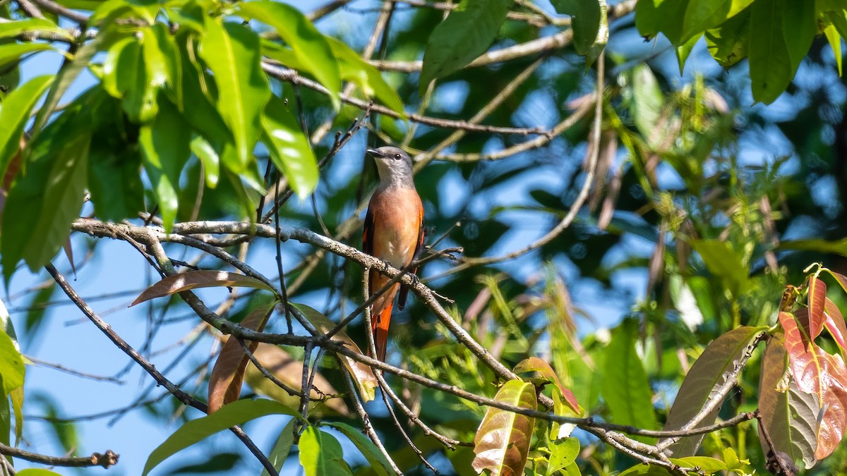 Rosy Minivet - Pankaj Maheria