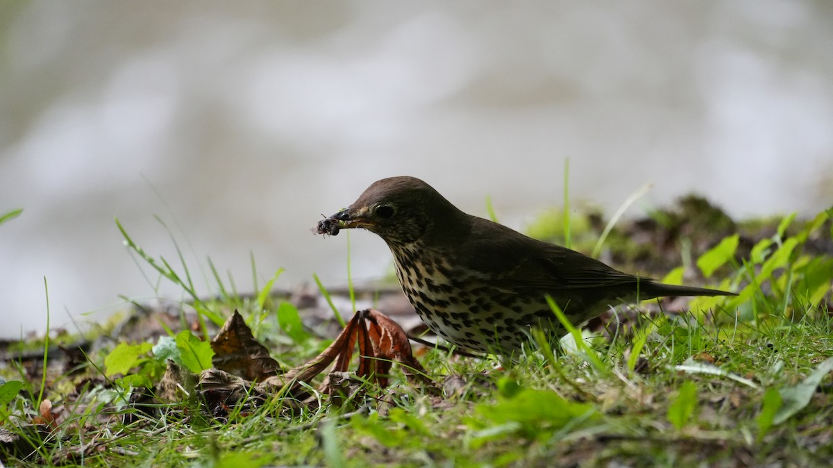 Song Thrush - ML622148188