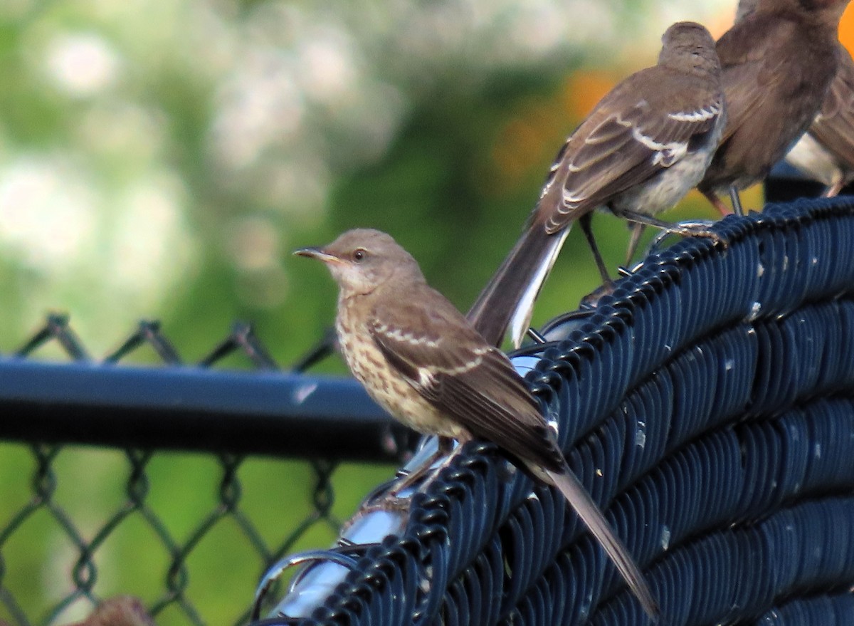 Northern Mockingbird - ML622148189