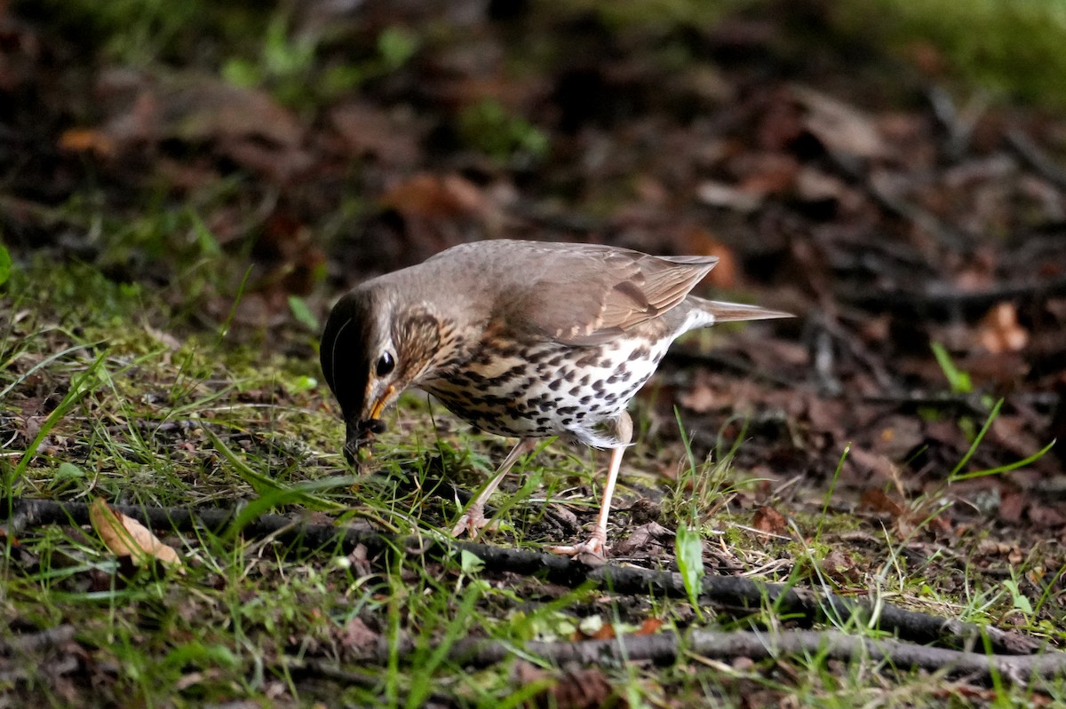 Song Thrush - ML622148190