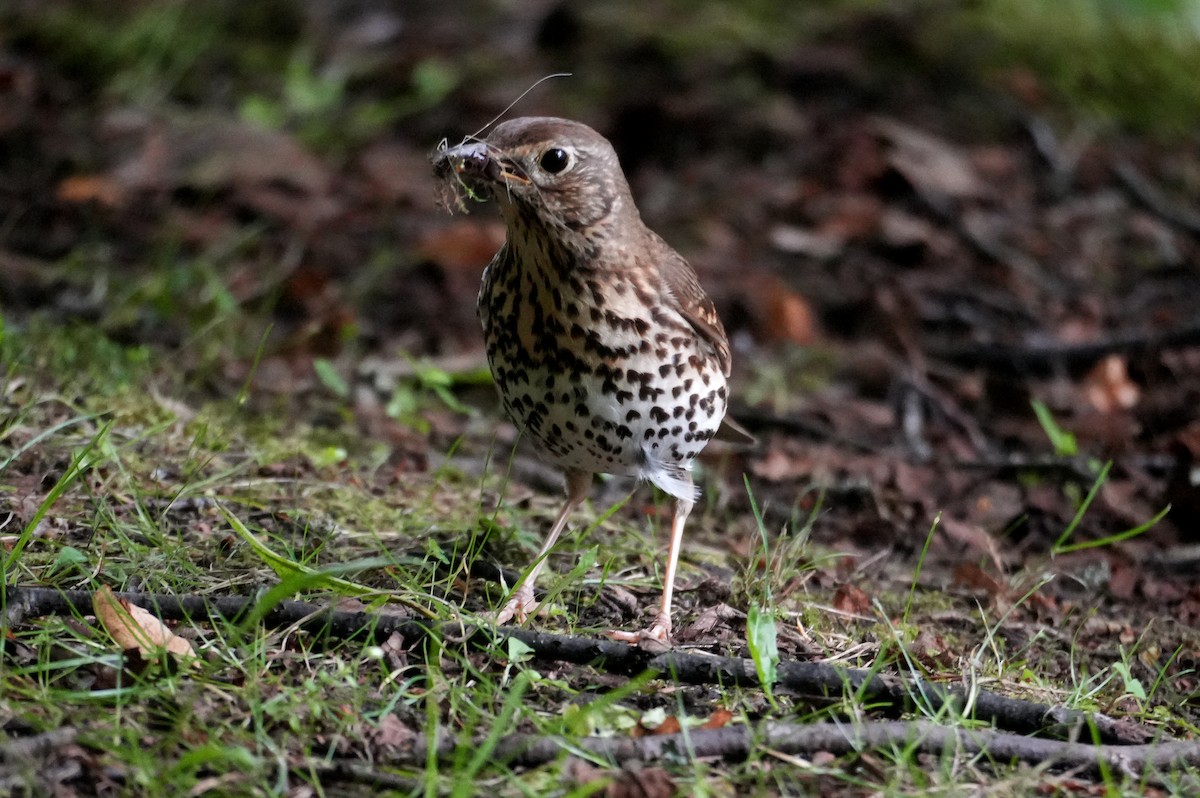 Song Thrush - ML622148191