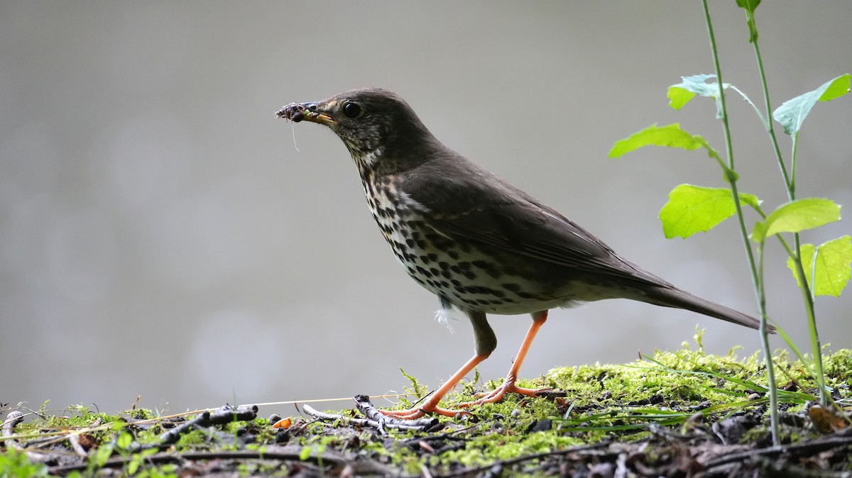 Song Thrush - ML622148193