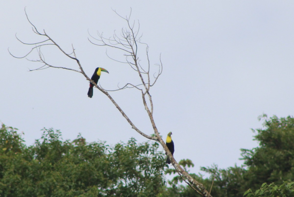 Keel-billed Toucan - ML622148195