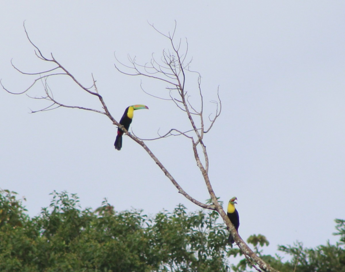 Keel-billed Toucan - Tommy DeBardeleben