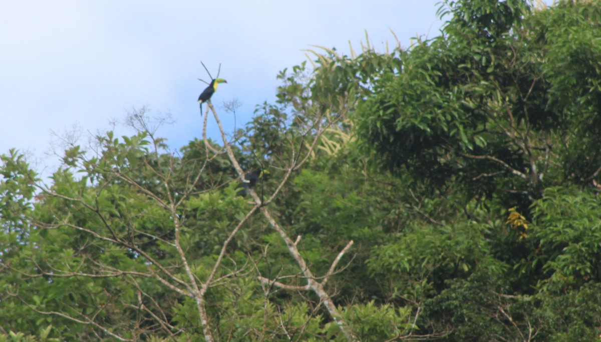 Keel-billed Toucan - ML622148197