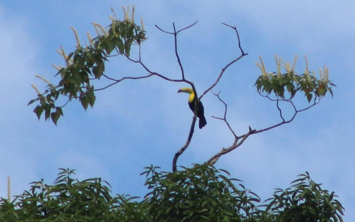 Keel-billed Toucan - ML622148198