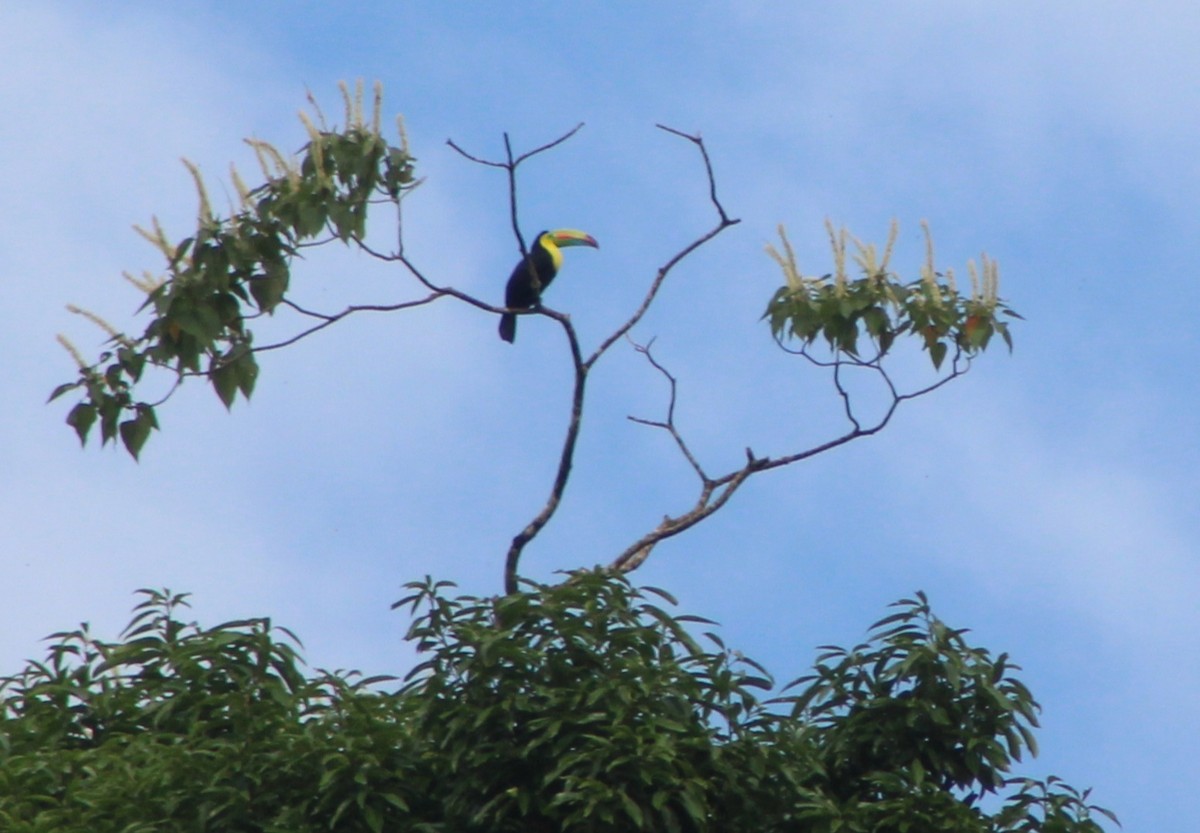 Keel-billed Toucan - ML622148200