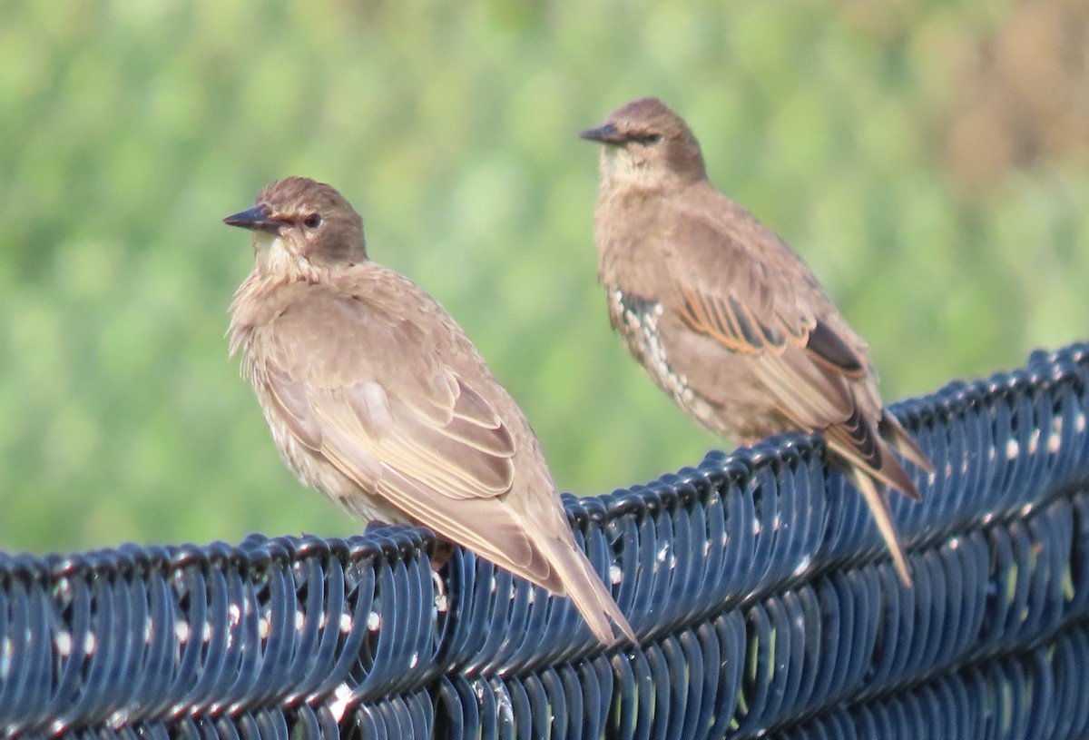 European Starling - ML622148205