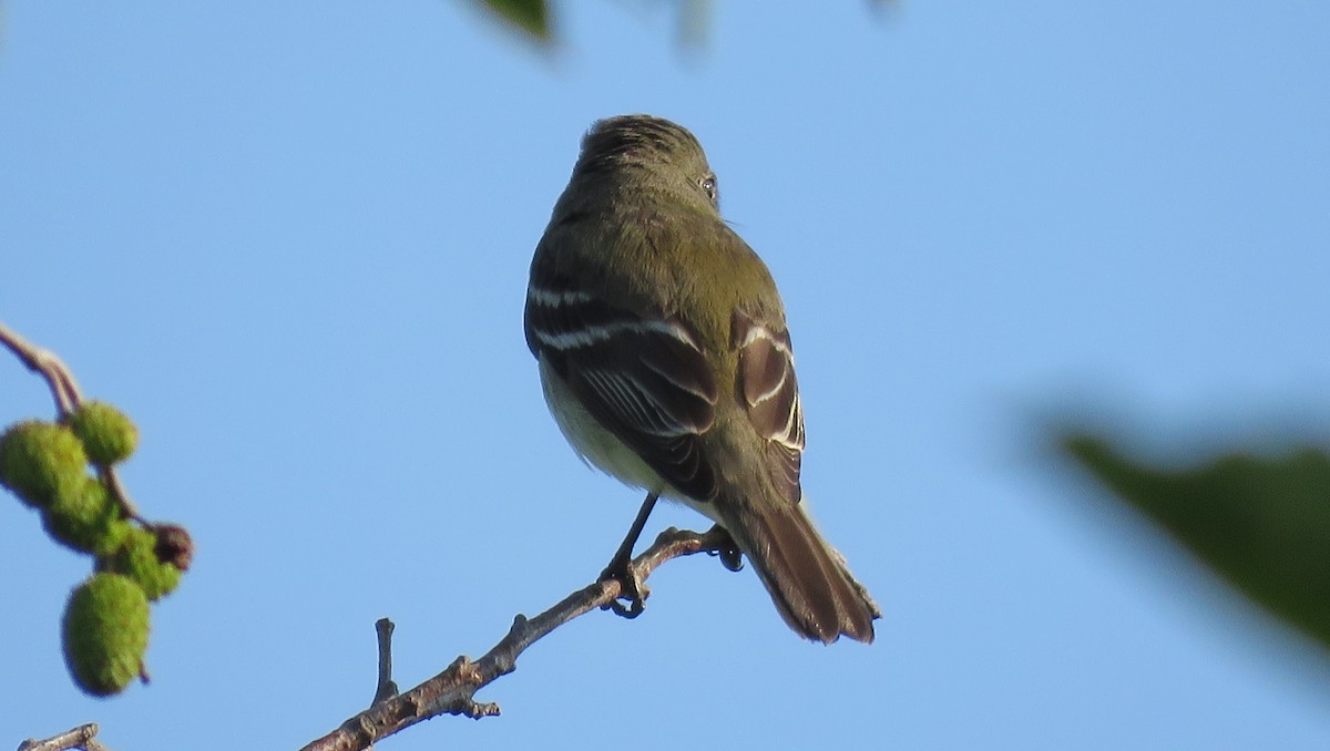 Alder Flycatcher - ML622148207