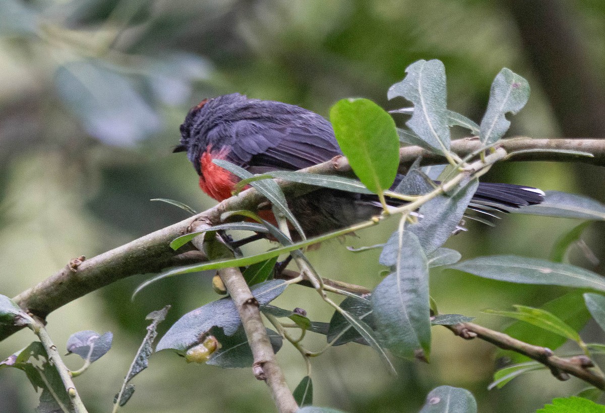 Slate-throated Redstart - John Scharpen