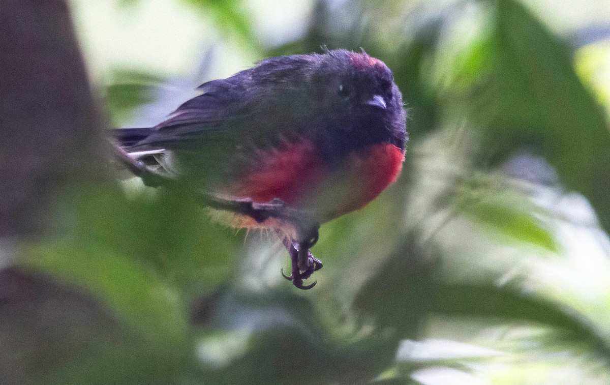 Slate-throated Redstart - ML622148211