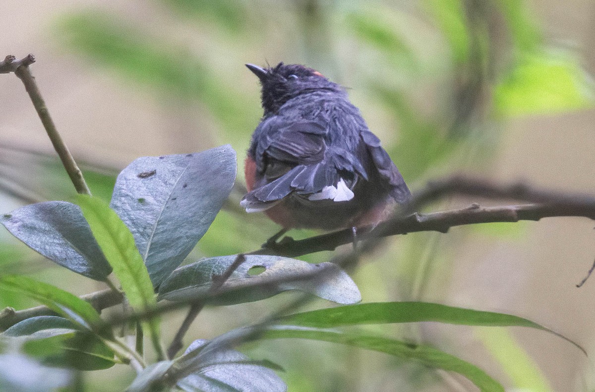 Slate-throated Redstart - ML622148212