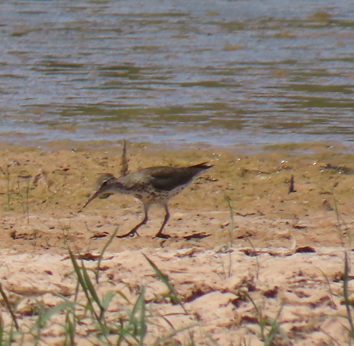 Spotted Sandpiper - ML622148213