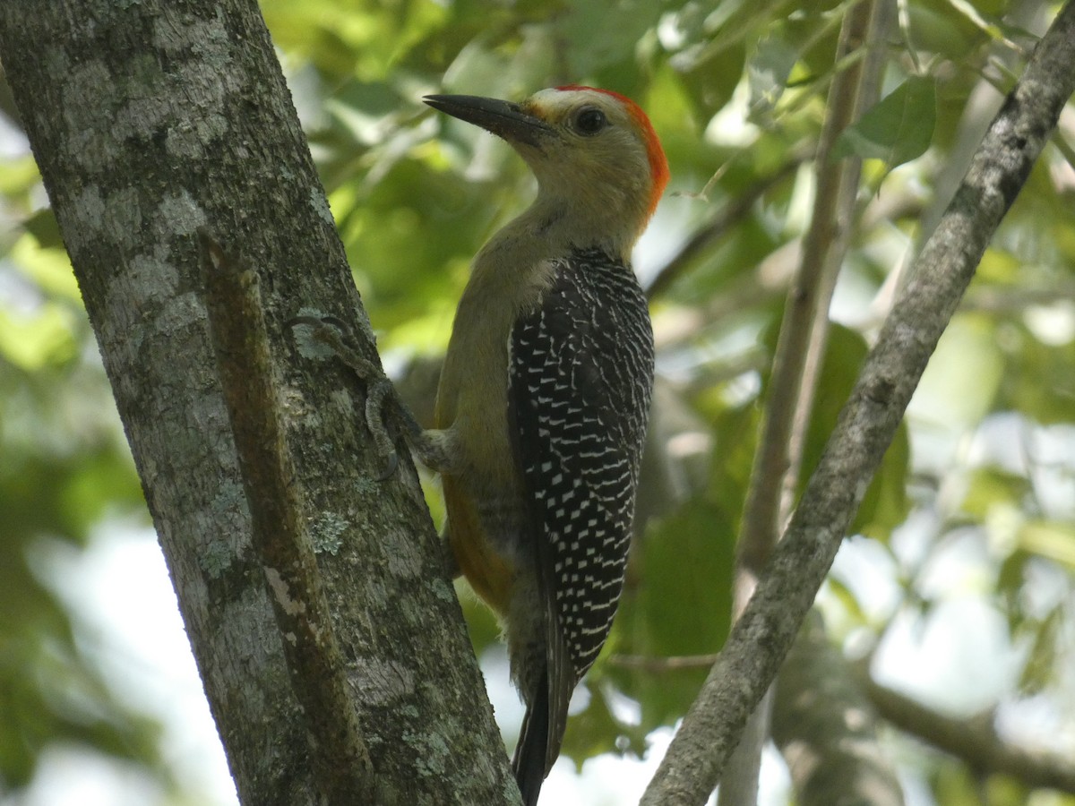 Golden-fronted Woodpecker - ML622148214