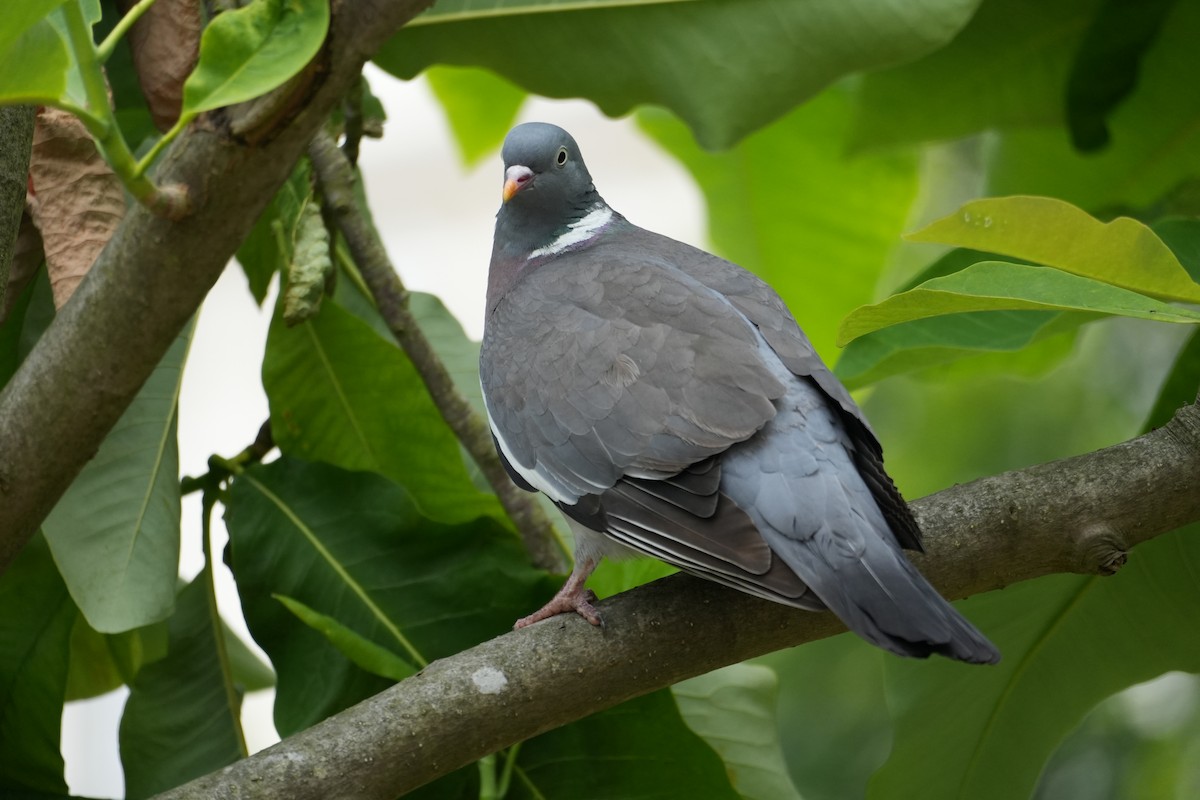 Common Wood-Pigeon - ML622148215