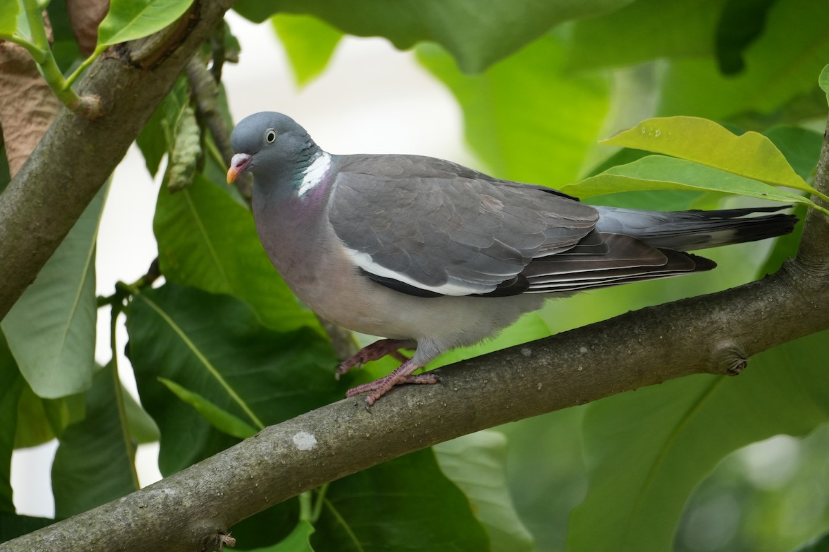 Common Wood-Pigeon - ML622148216