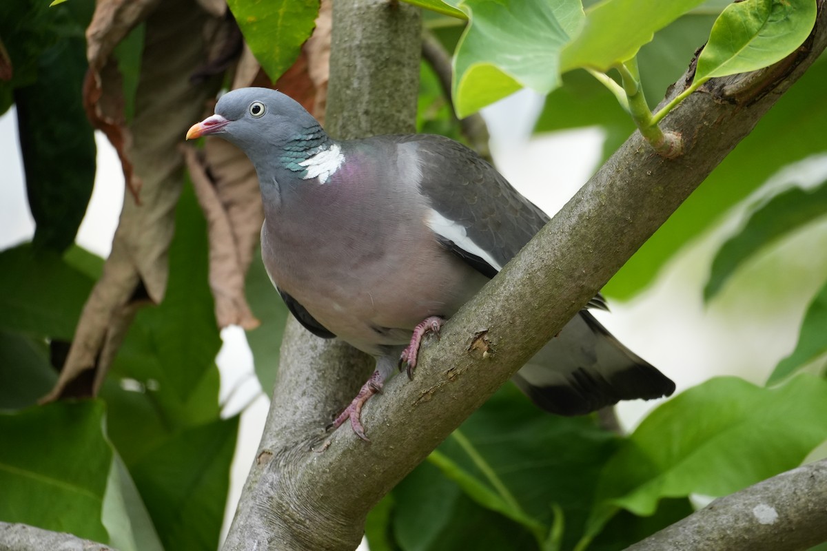 Common Wood-Pigeon - ML622148218