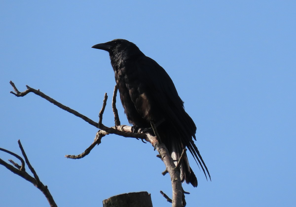 Fish Crow - ML622148220