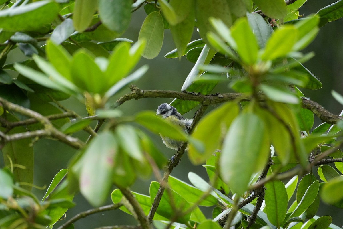 Eurasian Blue Tit - ML622148221