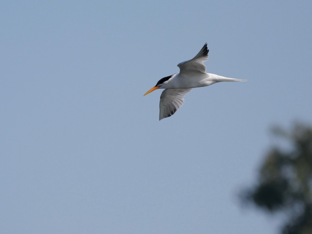 Elegant Tern - ML622148222