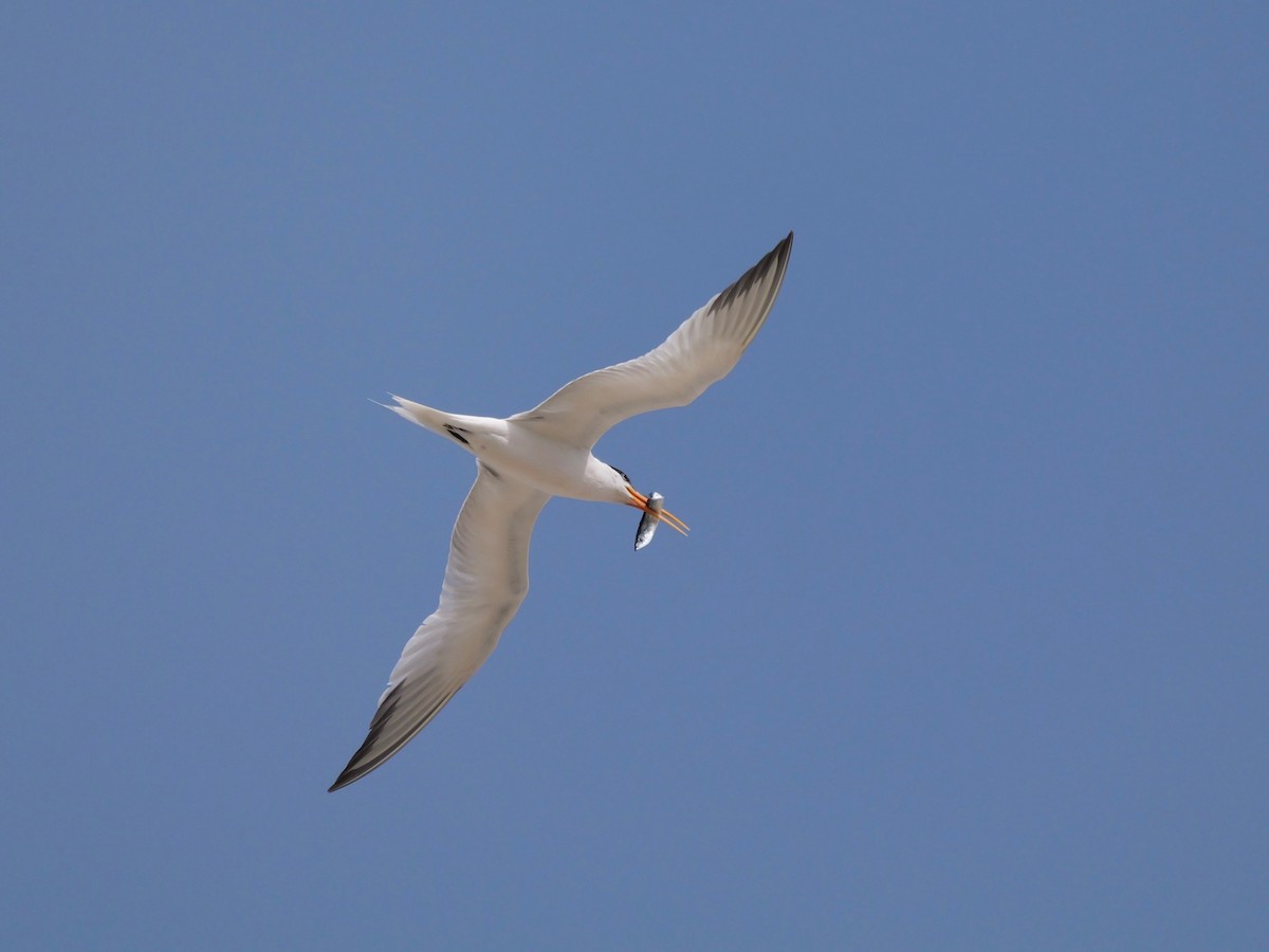 Elegant Tern - Jim Colby