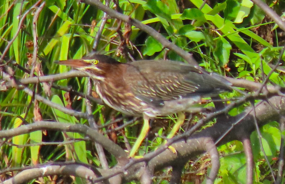 Green Heron - ML622148225