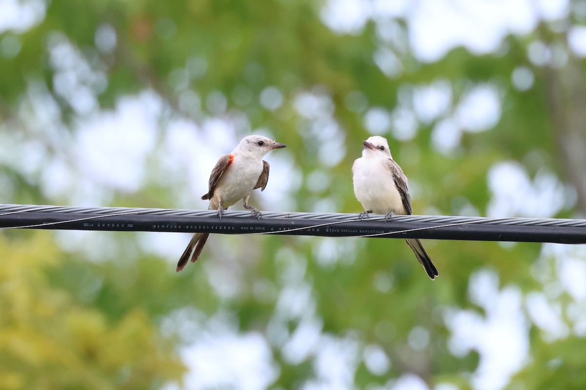 Scissor-tailed Flycatcher - ML622148234