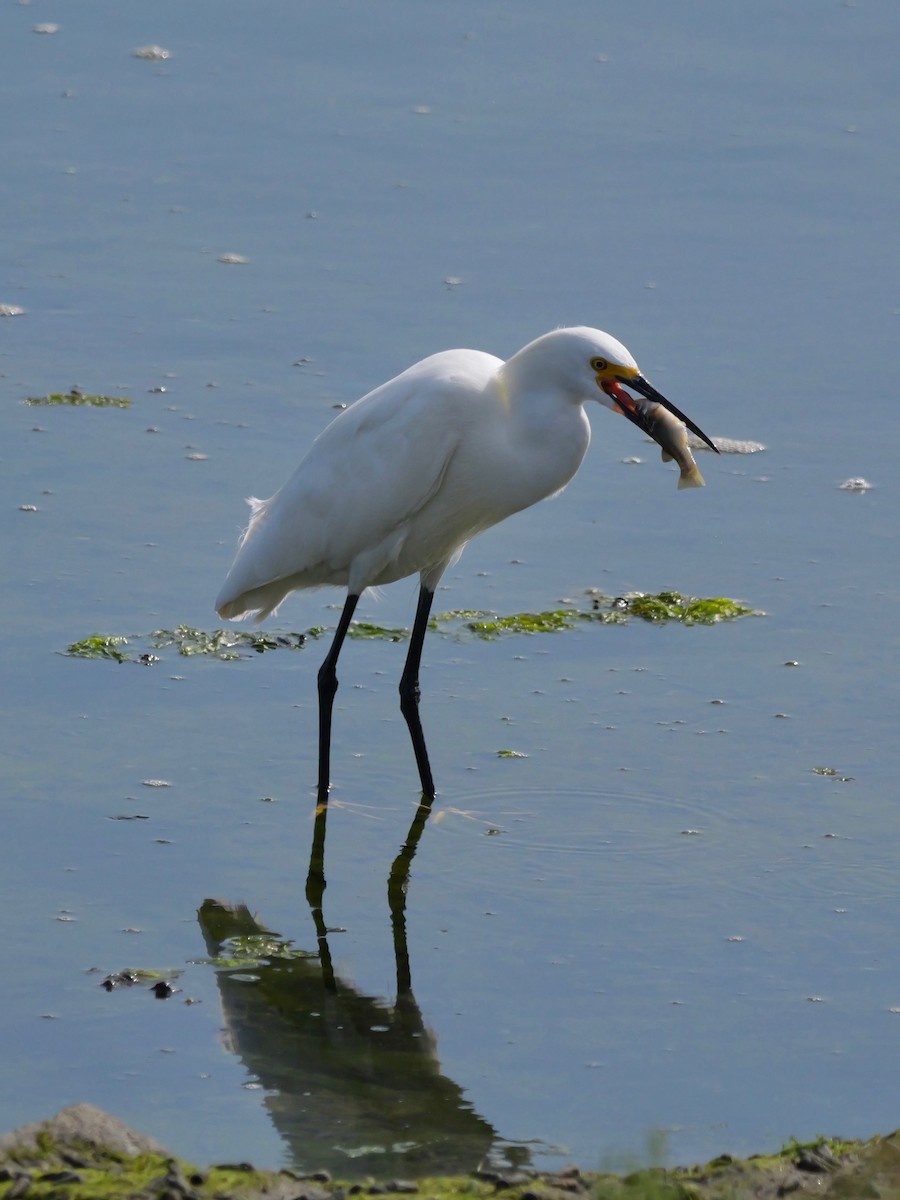 Snowy Egret - ML622148235