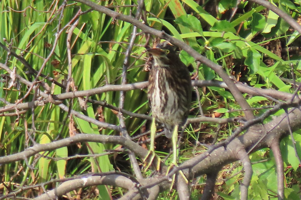 Green Heron - ML622148236