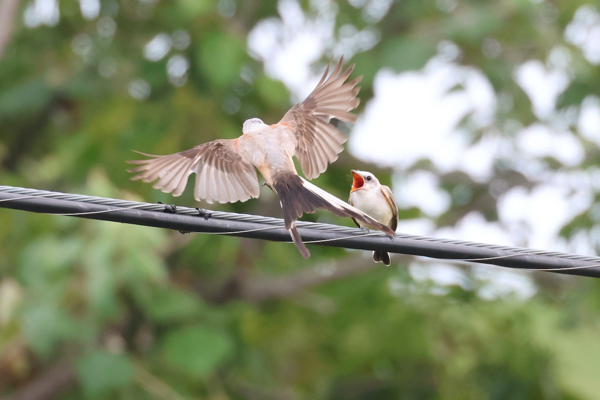 Scissor-tailed Flycatcher - Paul Gorday