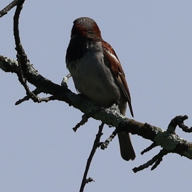 Оронгийн бор шувуу - ML622148254