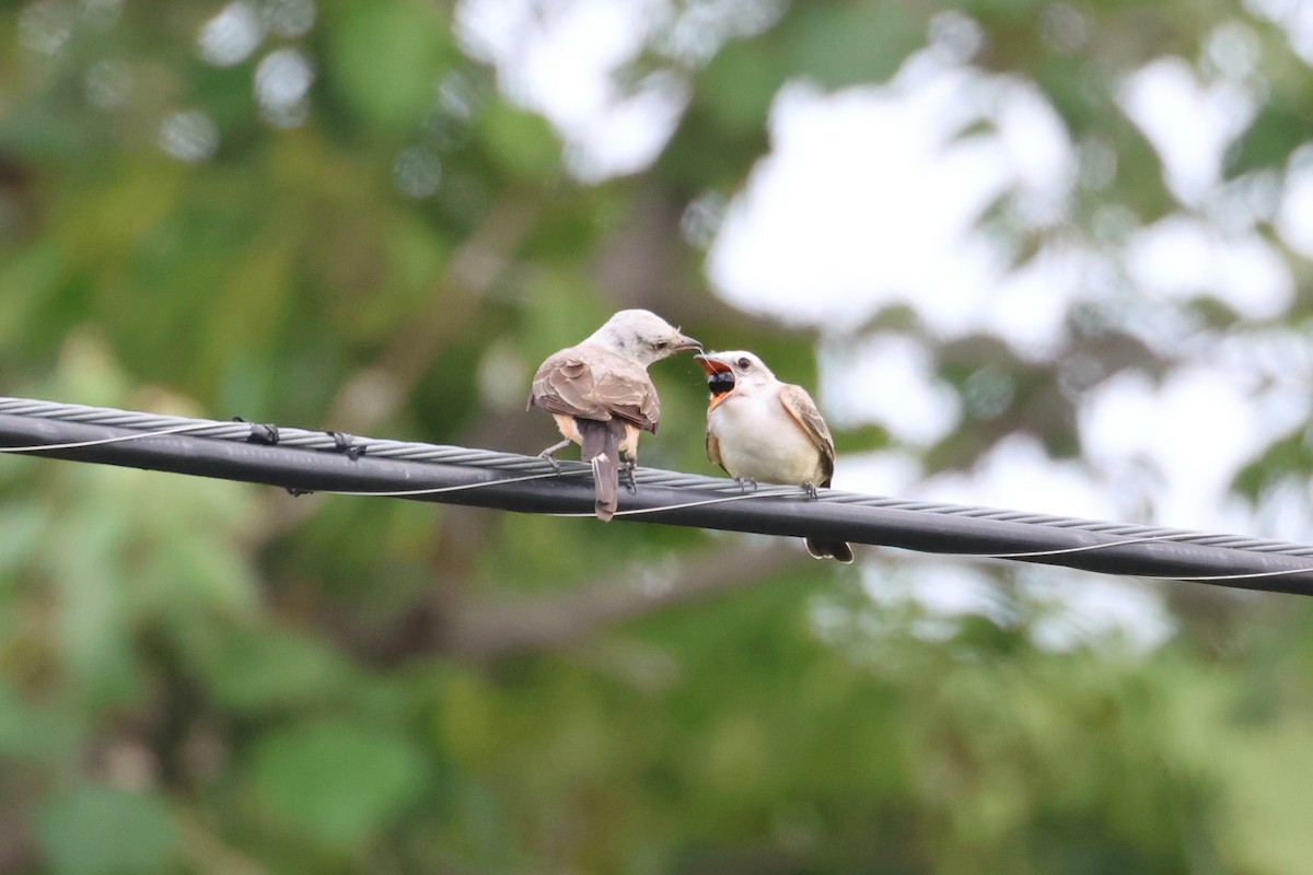 Scissor-tailed Flycatcher - ML622148255