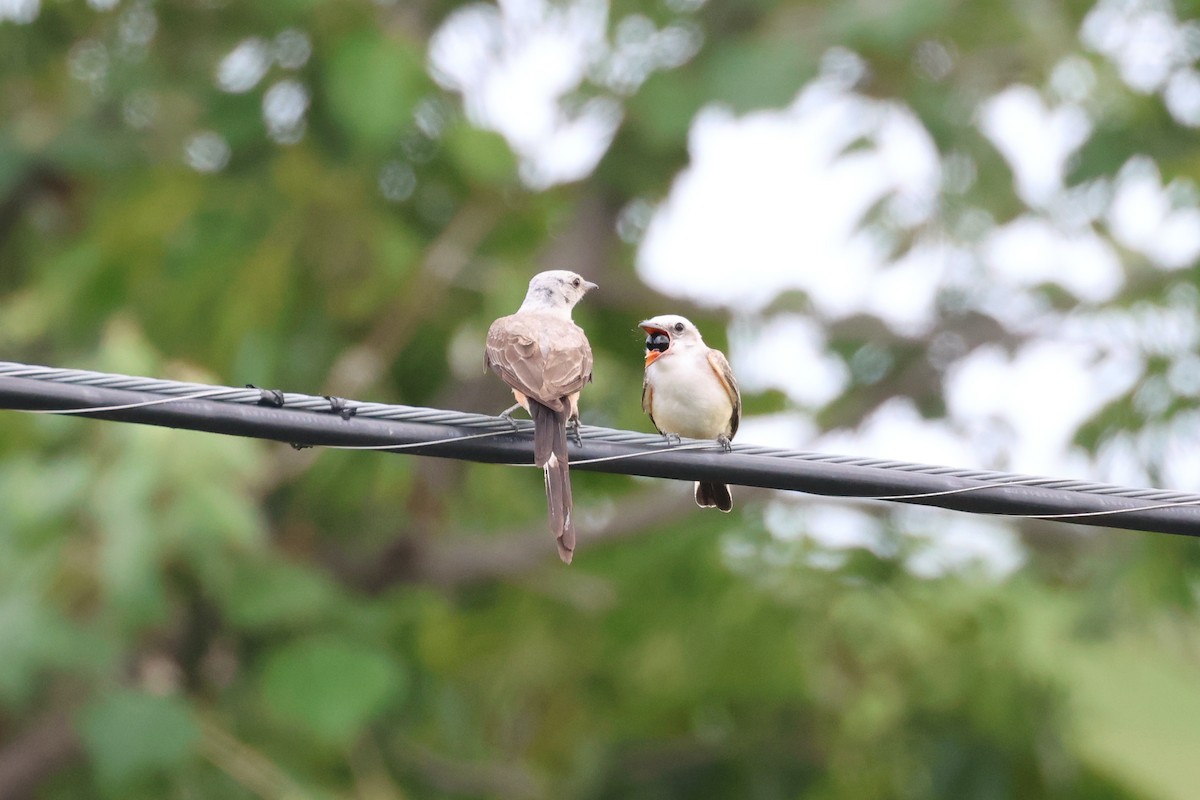 Scissor-tailed Flycatcher - ML622148260