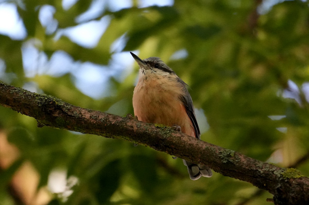 ゴジュウカラ（europaea グループ） - ML622148373