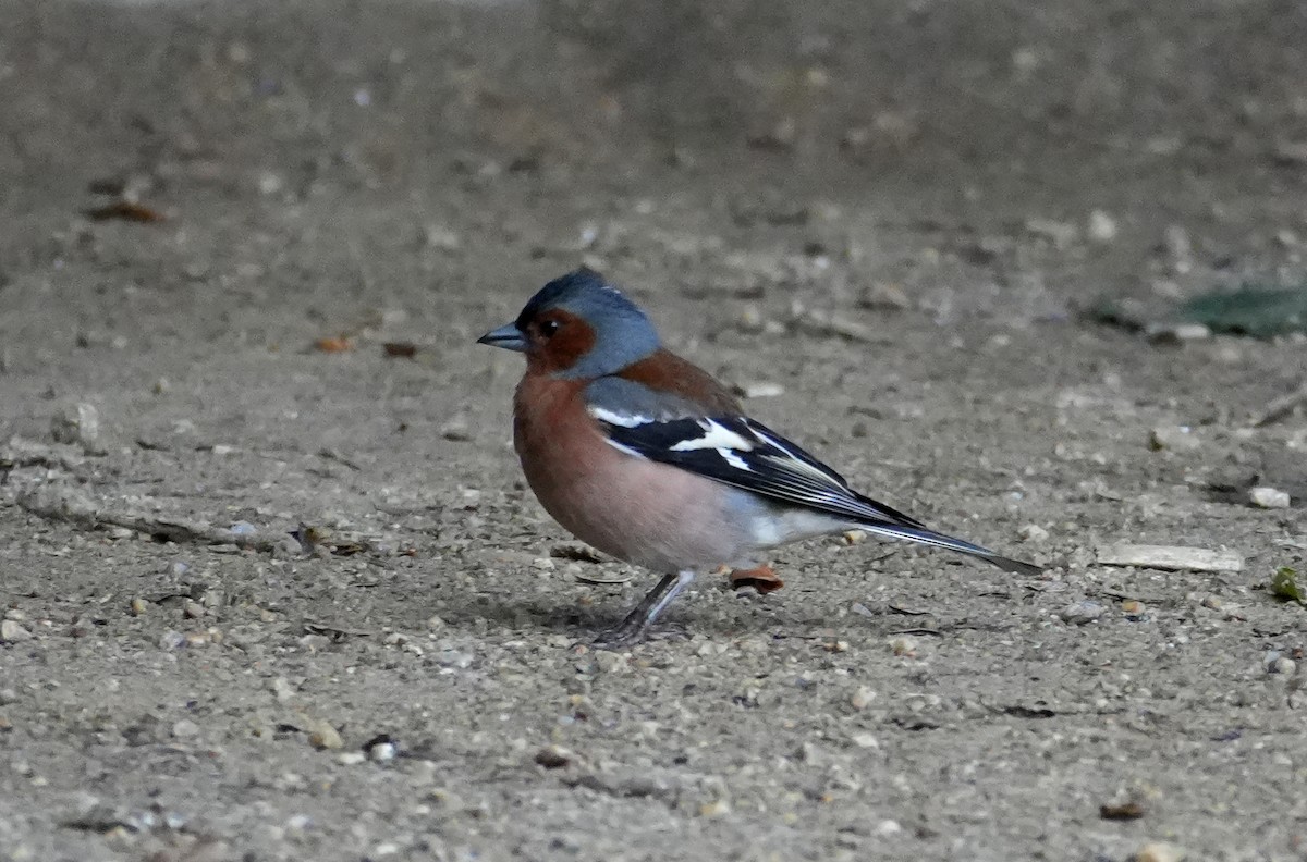 Common Chaffinch - 榮章 周