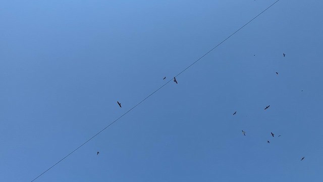 Plumbeous Kite - ML622148459