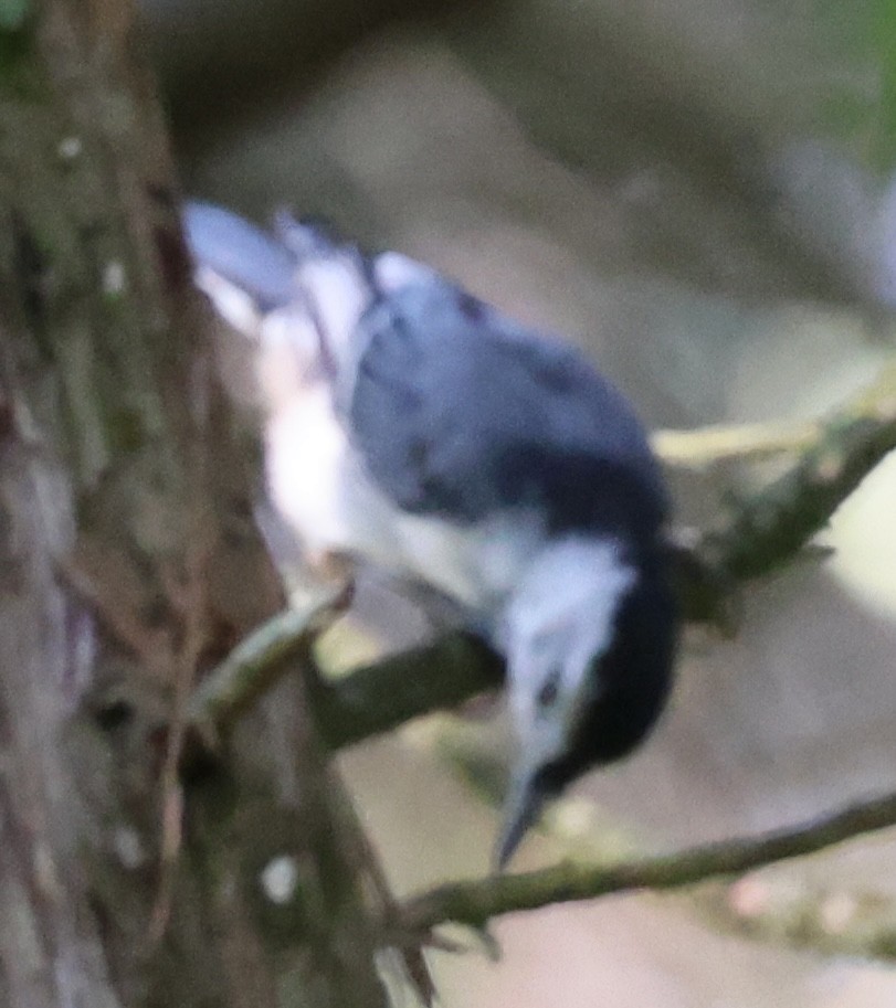 White-breasted Nuthatch - ML622148461