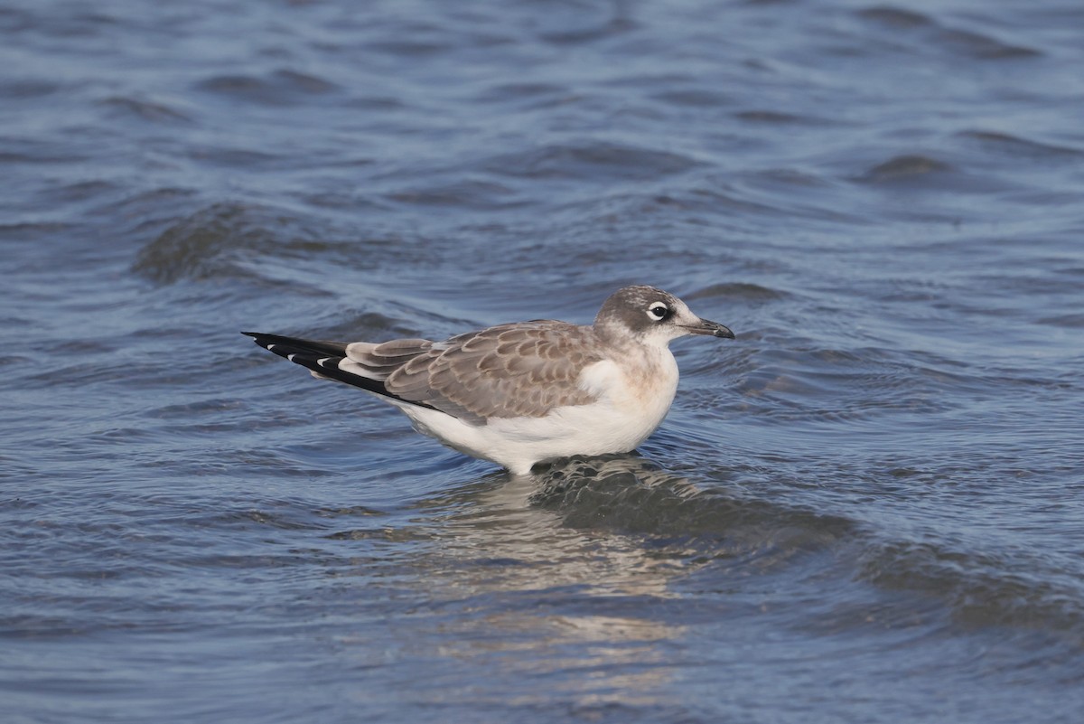 Gaviota Pipizcan - ML622148473