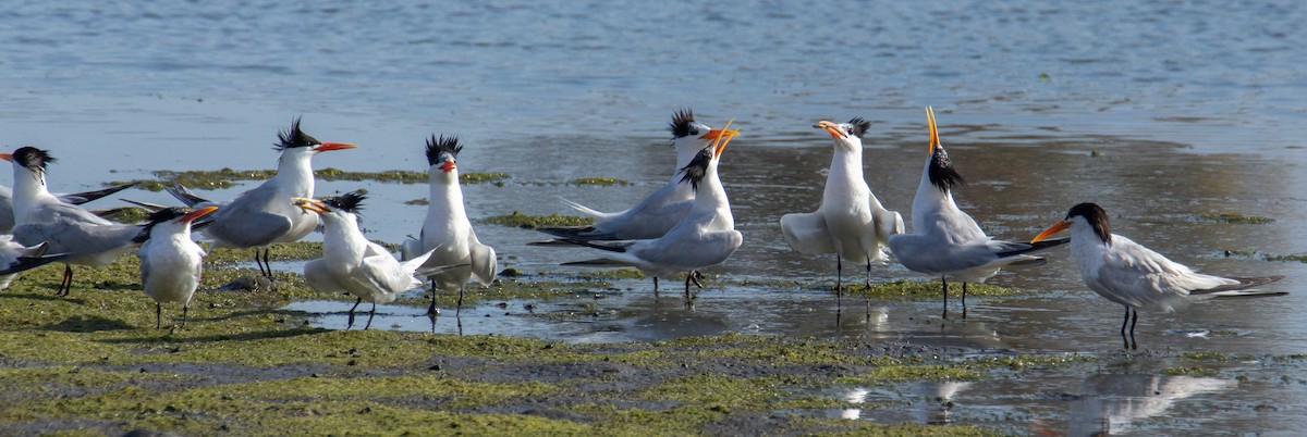 Elegant Tern - Christina Kidd