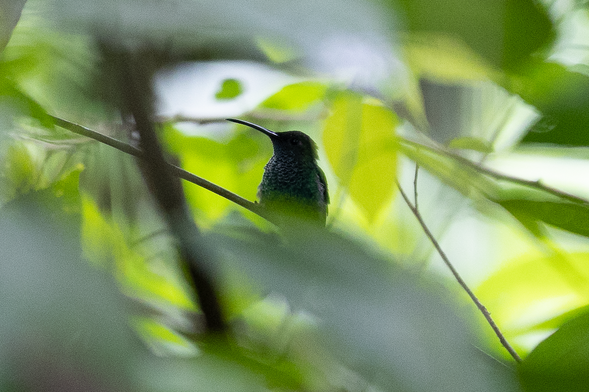 Colibrí de Buffon - ML622148484