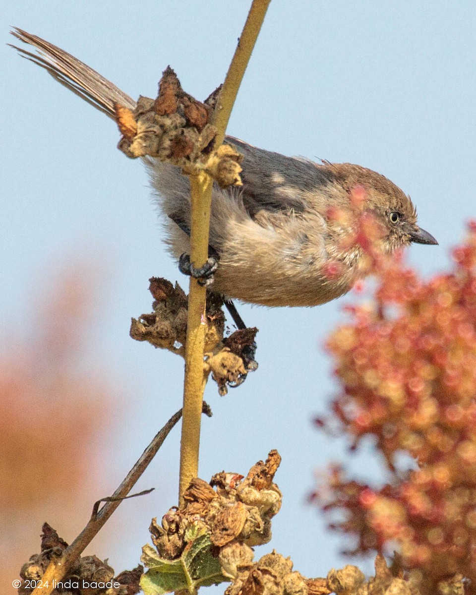 Bushtit - Gerry and Linda Baade