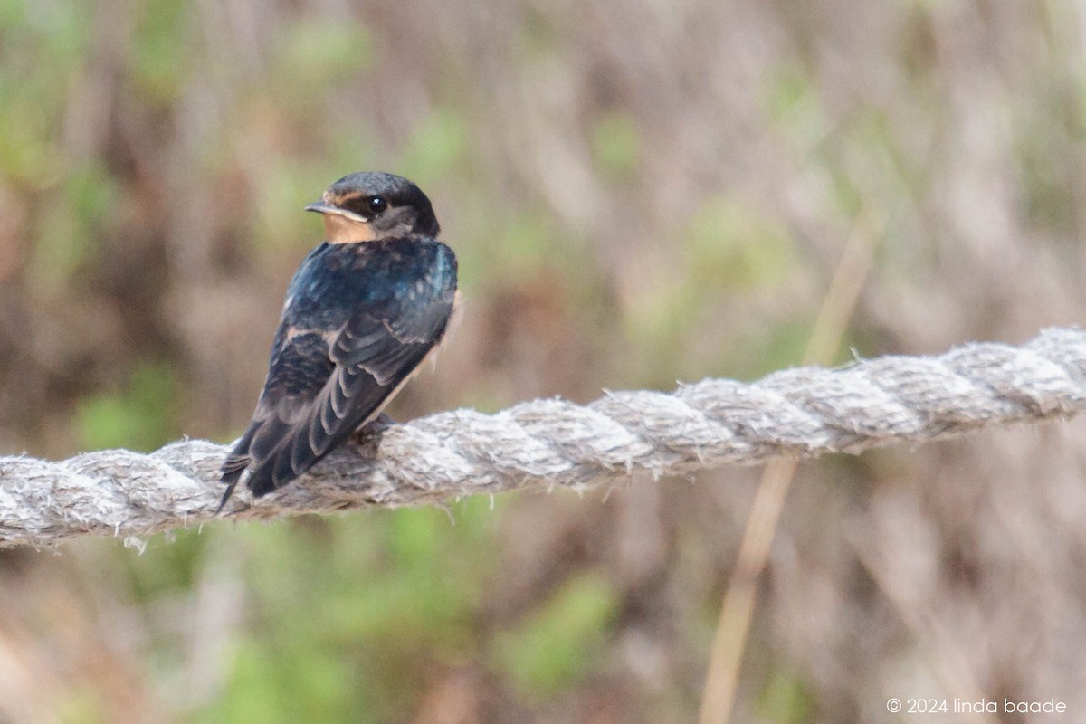 Golondrina Común - ML622148492