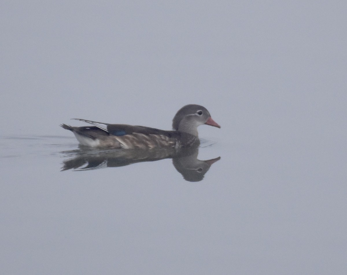 Mandarin Duck - Patricia Langen