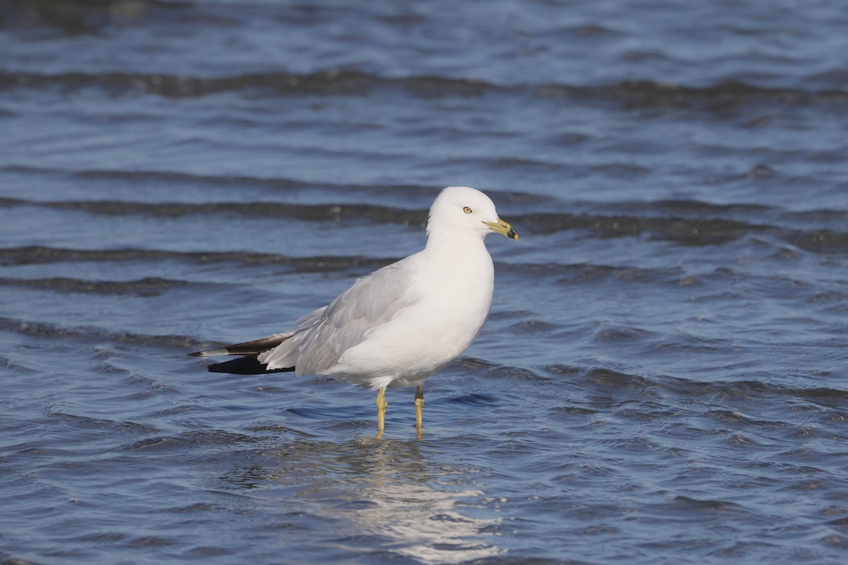 Gaviota de Delaware - ML622148496