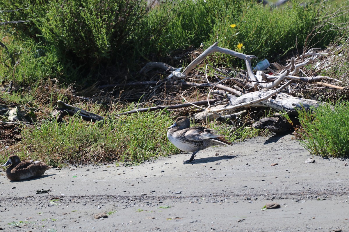 Northern Pintail - ML622148525