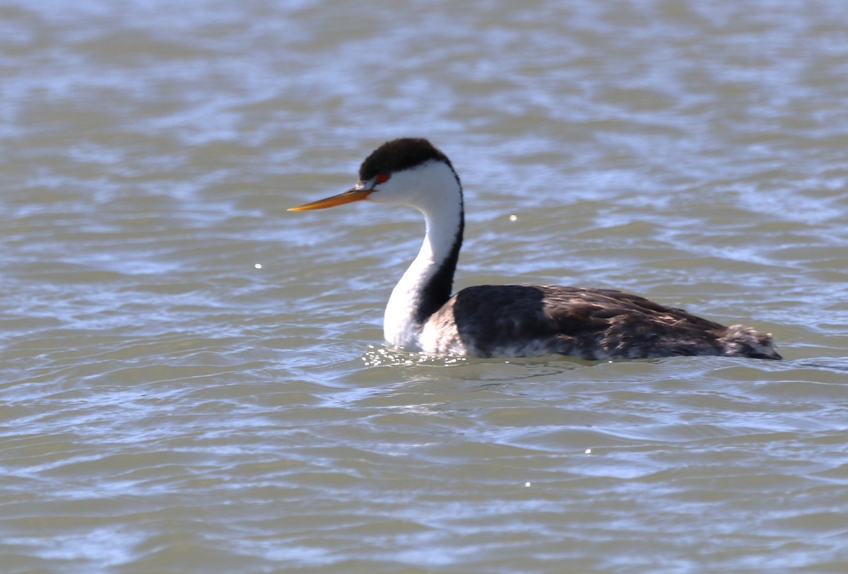 Western Grebe - ML622148535